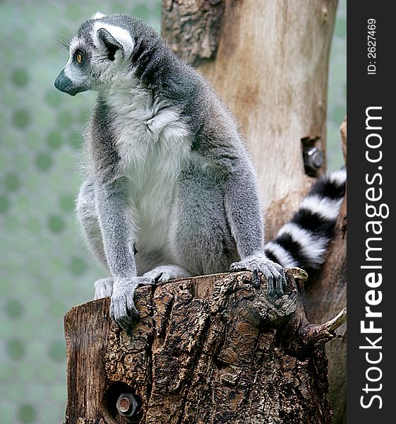 Portrait of ring-tailed lemur. Portrait of ring-tailed lemur