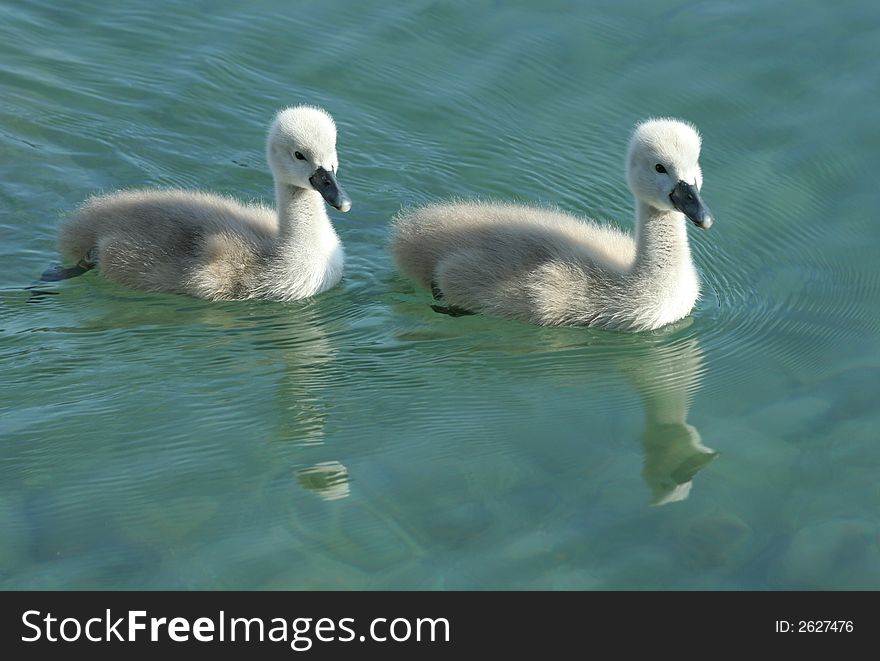Two young cygnets swimming in a lake