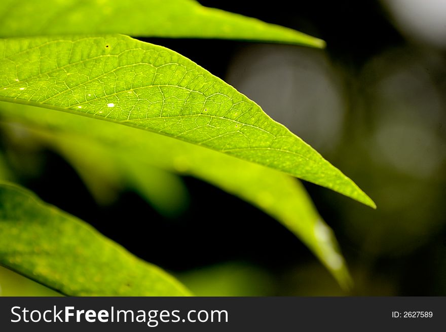 Beautiful green leaves against a dark background