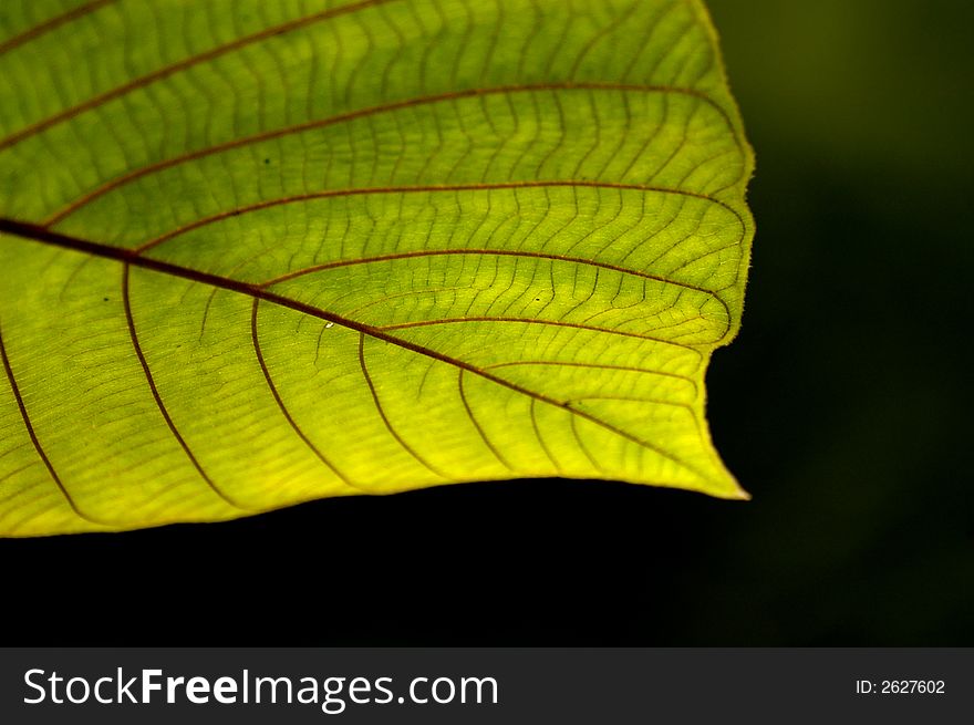 Green leaf against dark background, shallow dof