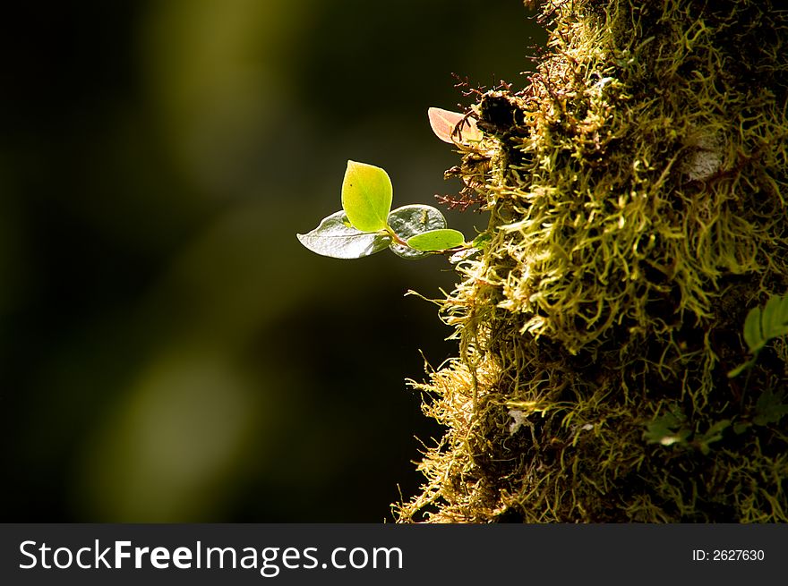 A few green leaves coming out from a trunk. A few green leaves coming out from a trunk