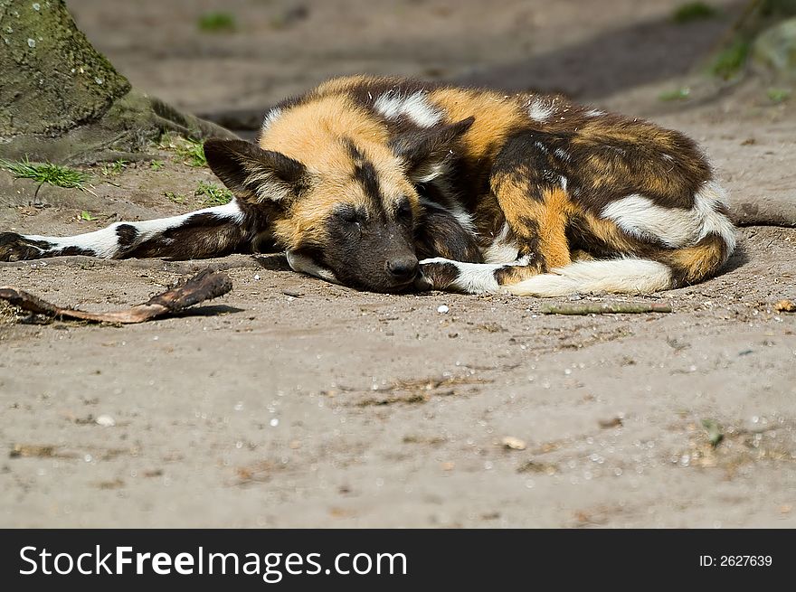 Praerie dog sleeping on the ground.