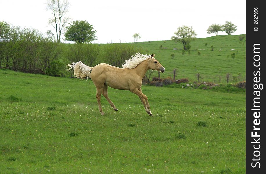A young pony enjoys a boisterous run in a grassy meadow. A young pony enjoys a boisterous run in a grassy meadow.