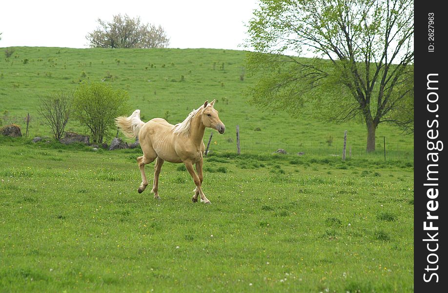 A pony trots across a grassy meadow. A pony trots across a grassy meadow.