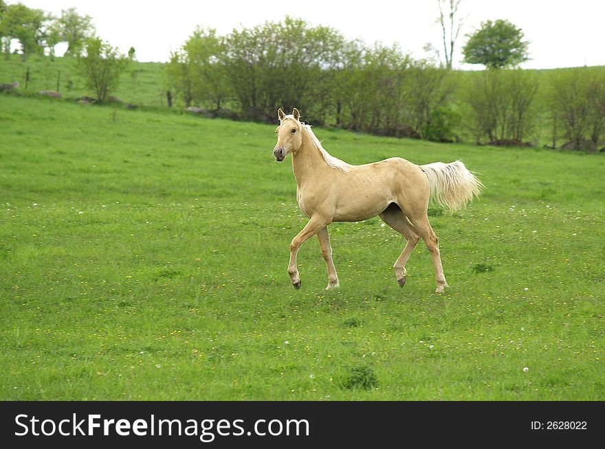 A handsome horse having fun in a spring meadow. A handsome horse having fun in a spring meadow.