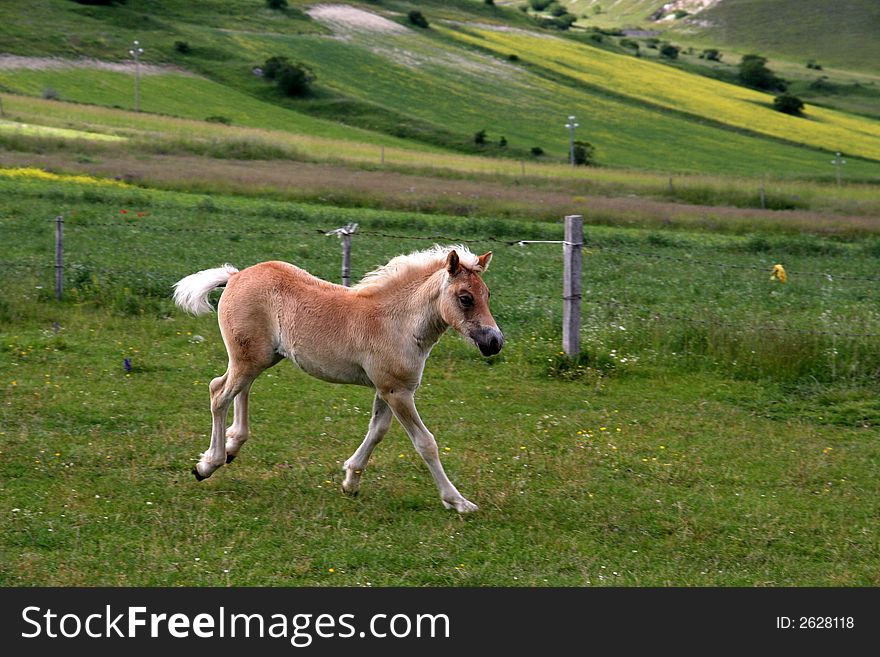 Image of a running foal in Castelluccio di Norcia - umbria - italy