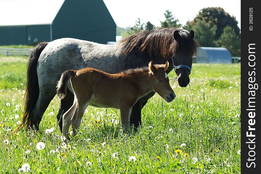 A horse stands next to her foal in a lush Spring meadow. A horse stands next to her foal in a lush Spring meadow.