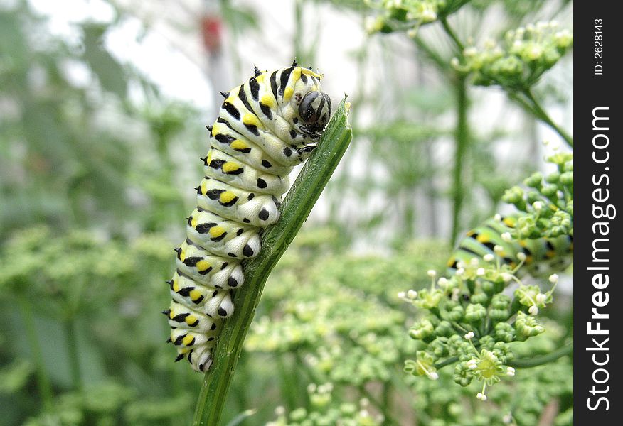 Monarch Caterpillar