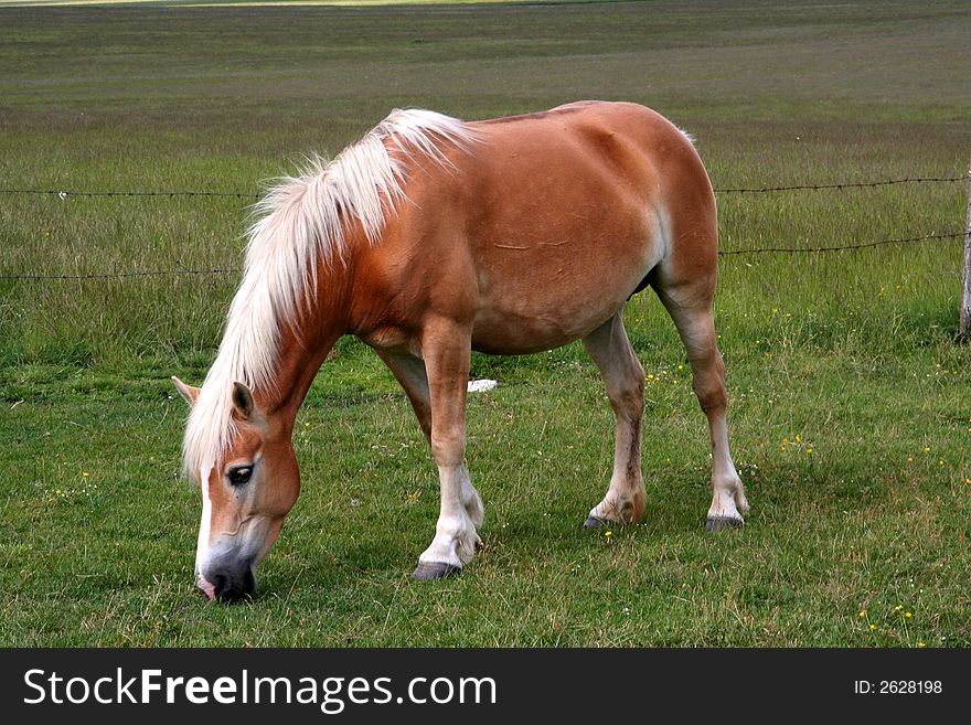 Image of an horse eating grass in Castelluccio di Norcia - umbria - italy