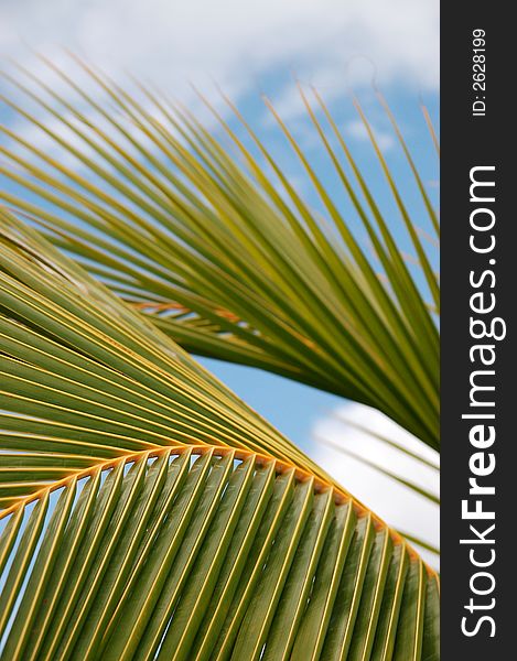 Closeup of palm leaf in front of blue sky with clouds