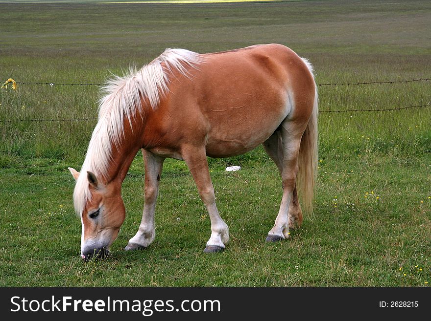 Image of an horse eating grass in Castelluccio di Norcia - umbria - italy