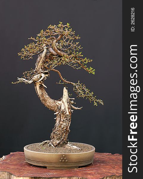 European Larch Bonsai