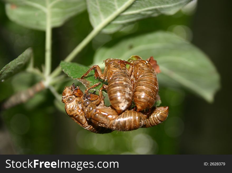 Empty cicada shells. After emergingfrom the earth every 13 to 17 years the newly winged cicada leaves behind it\'s shell. Empty cicada shells. After emergingfrom the earth every 13 to 17 years the newly winged cicada leaves behind it\'s shell.
