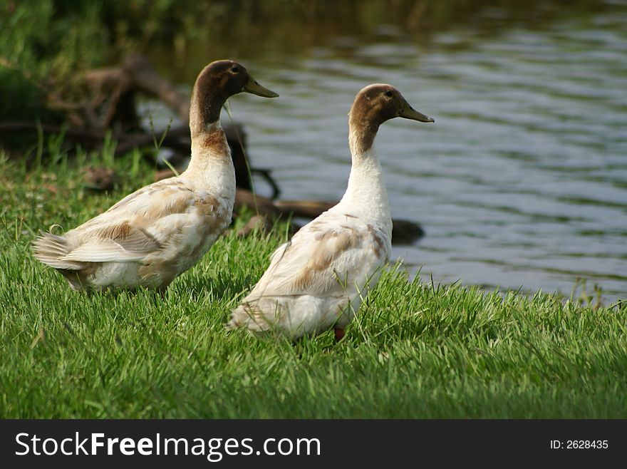 Ducks along the waters edge. Ducks along the waters edge