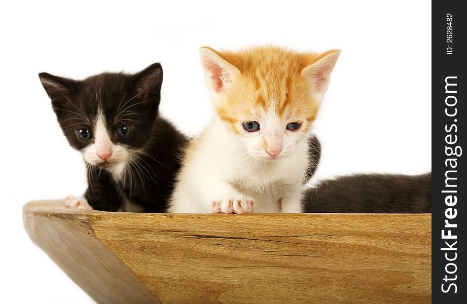 Small kittens in a bowl on a white background. Small kittens in a bowl on a white background