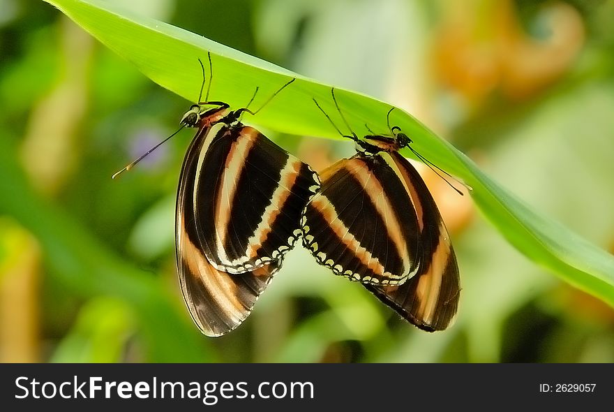 Two butterflies under the leaf