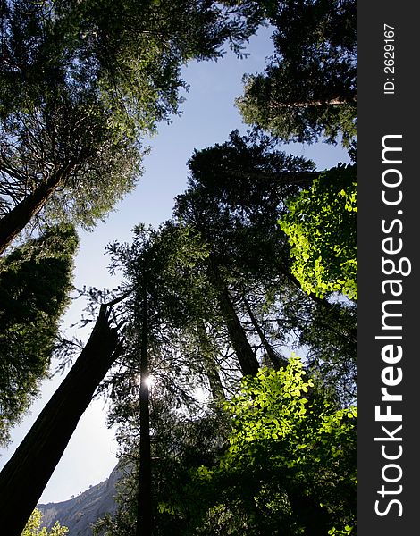 Looking up tall trees in Yosemite National Park