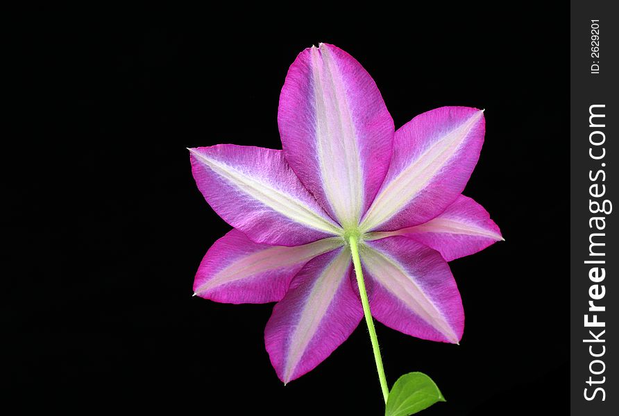 Bottom view of clematis against black background