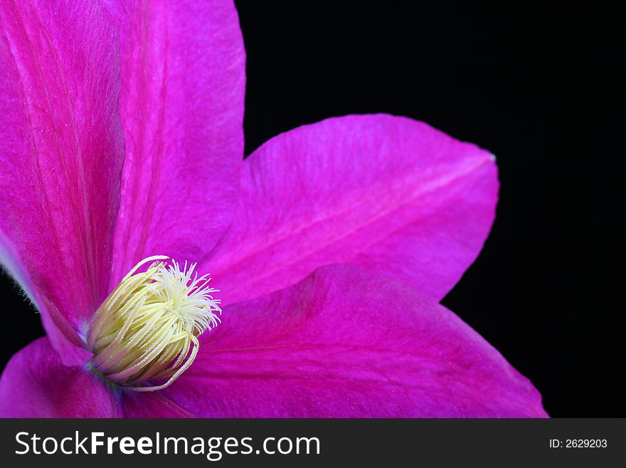 Purple clematis against black background