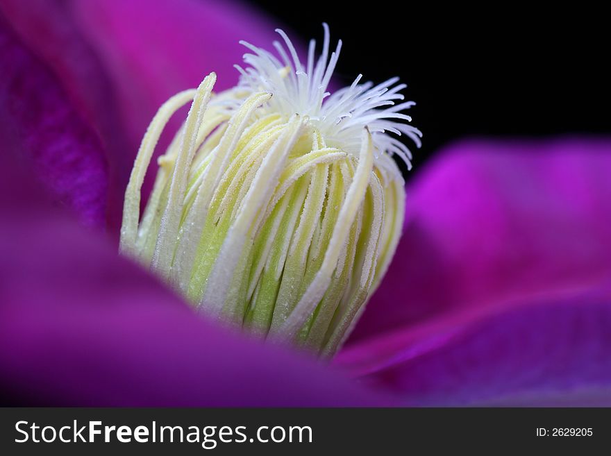 Close up of clematis flower against black background, large uncropped file