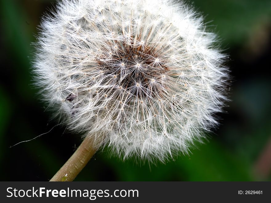 Macro shot of a white Dandelion head