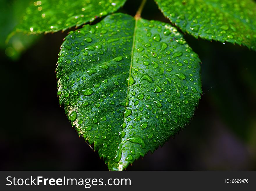 Leaf with dew
