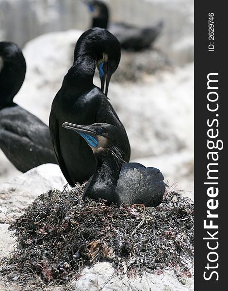 Brandt's Cormorants nesting in California