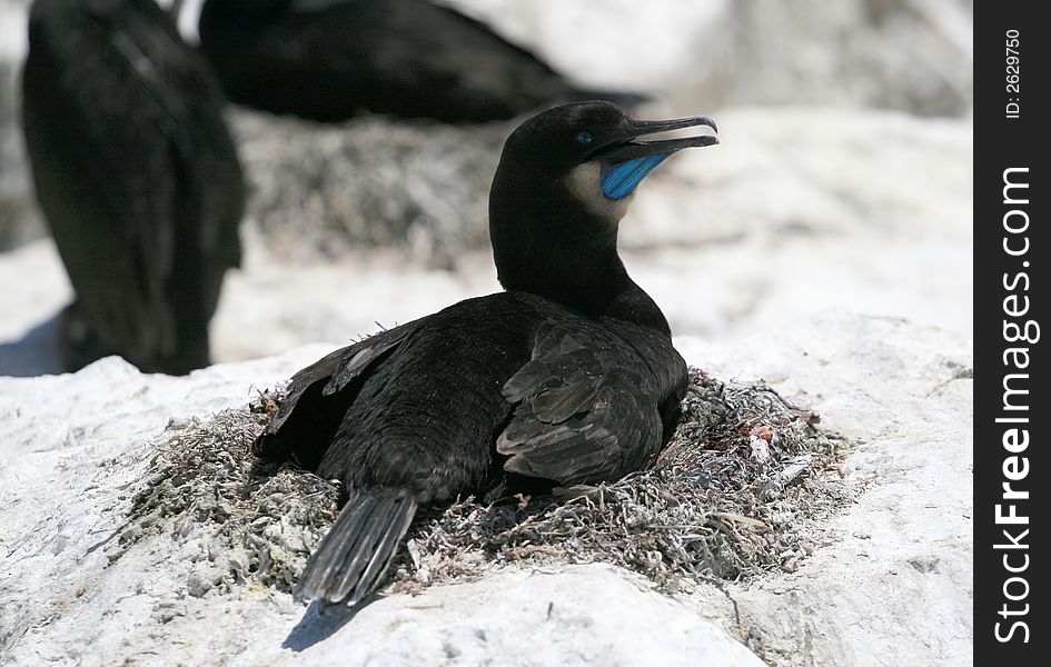 Brandt's Cormorants nesting in California