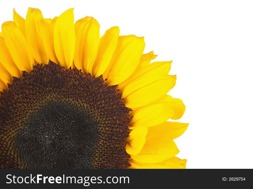 Yellow sunflower screen left isolated over white. Yellow sunflower screen left isolated over white