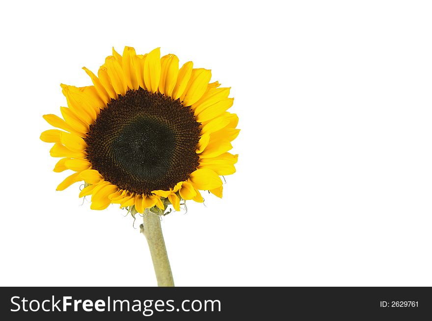 Yellow sunflower screen left isolated over white