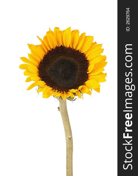 Yellow sunflower screen centered and isolated over white. Yellow sunflower screen centered and isolated over white