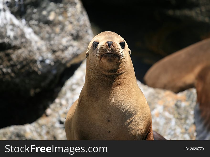 Sea lion on the Pacific Ocean in Monterey California