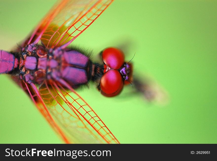 Tiny red dragonfly in the gardens