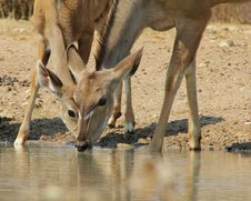 Kudu African Antelope - God S Fingers Stock Photo