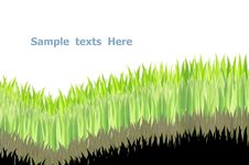 Green Grasses Stock Photo Green Grasses Stock Photo