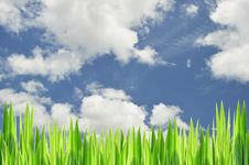Grasses And Sky Stock Photos Grasses And Sky Stock Photos