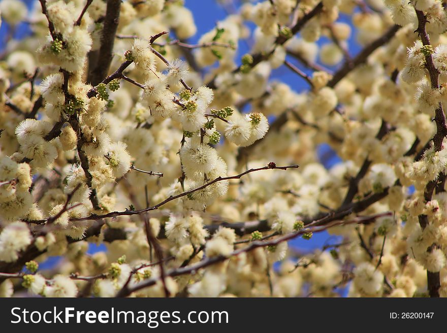 White and yellow orange blossoms from the thornbush (Acacia Mellifera). Photo taken in Namibia, Africa. White and yellow orange blossoms from the thornbush (Acacia Mellifera). Photo taken in Namibia, Africa.