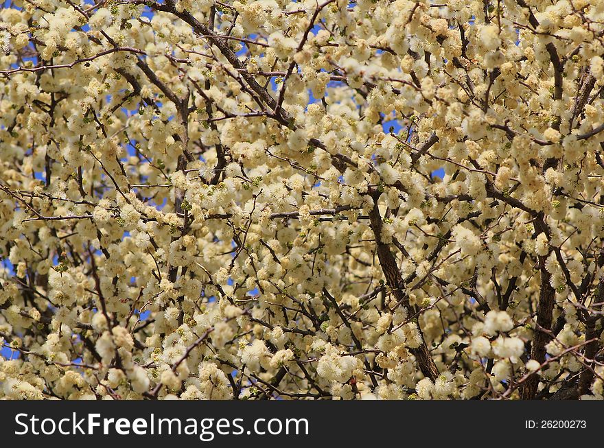 Thornbush Blossoms - African Spring Sensasional