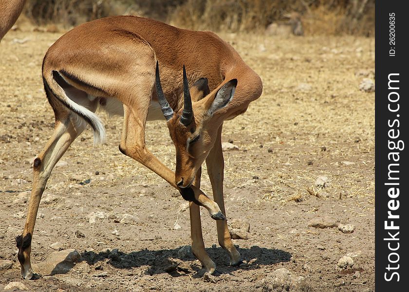 Impala scratching itchy leg - African Antelope