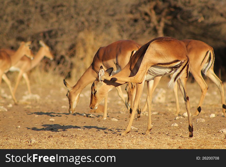 Imapala (common) scratching itchy ear, on a game ranch in Namibia, Africa. Imapala (common) scratching itchy ear, on a game ranch in Namibia, Africa.