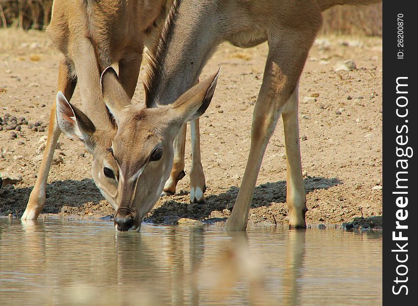 Adult Kudu cow and calf at a watering hole in Namibia, Africa. Adult Kudu cow and calf at a watering hole in Namibia, Africa.