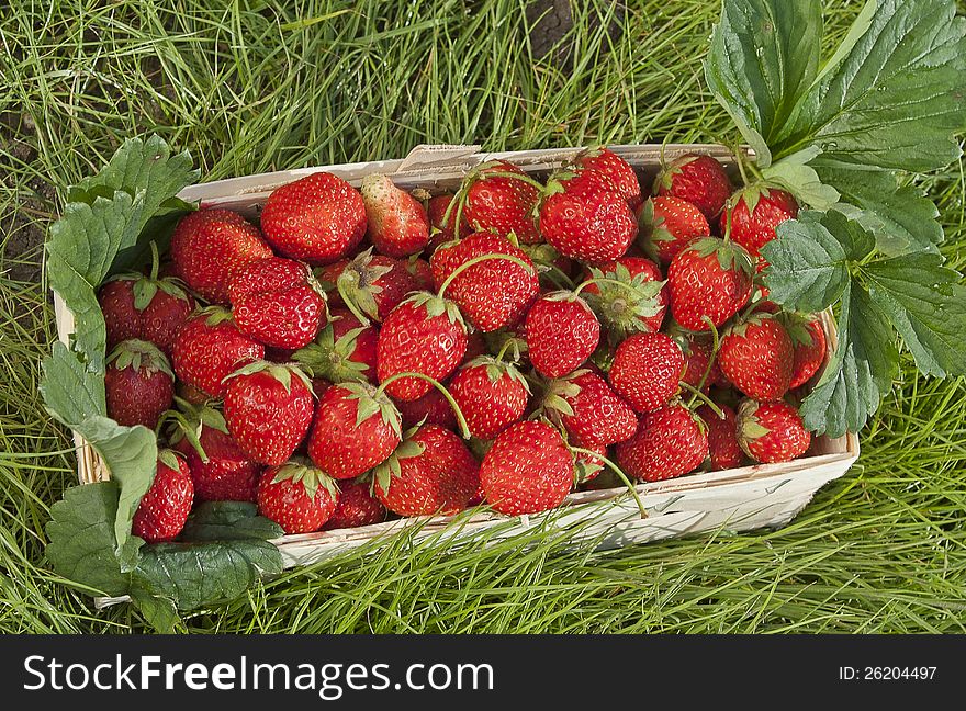 Basket Of Fresh Strawberries