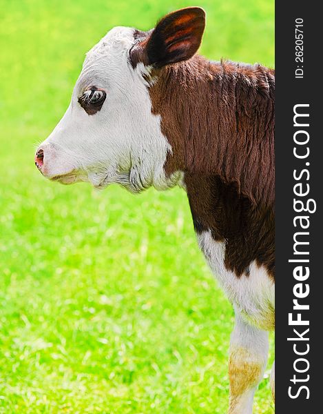 Little calf on meadow