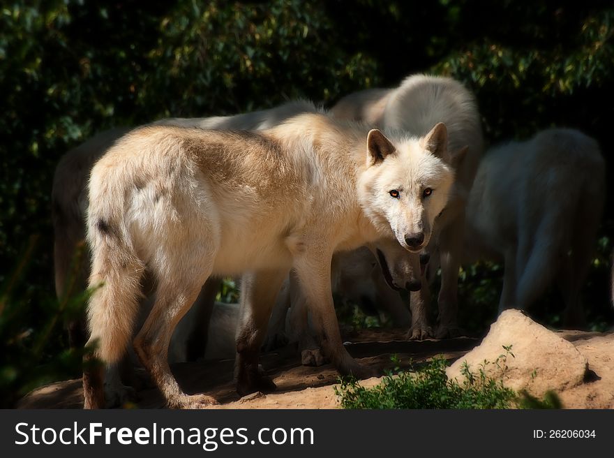North American Arctic Wolf s looking forward. North American Arctic Wolf s looking forward