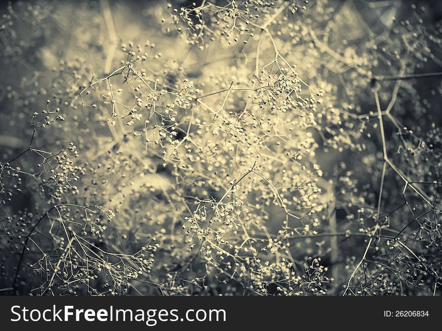 Dry plants tint abstract background. Dry plants tint abstract background