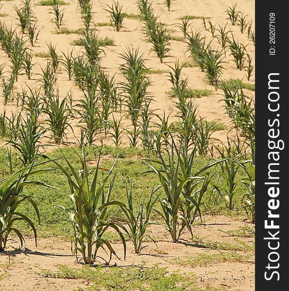 Field of corn suffering from summer drought