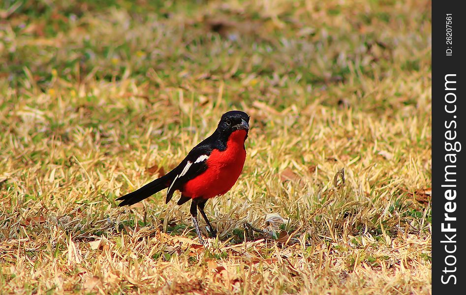 An adult Crimsonbreasted Shrike feeding on a lawn. Photo taken in Namibia, Africa. An adult Crimsonbreasted Shrike feeding on a lawn. Photo taken in Namibia, Africa.