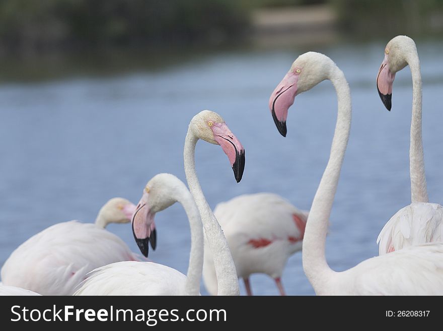 Group of flamingos in the Camargue National Park (South of France). Group of flamingos in the Camargue National Park (South of France)