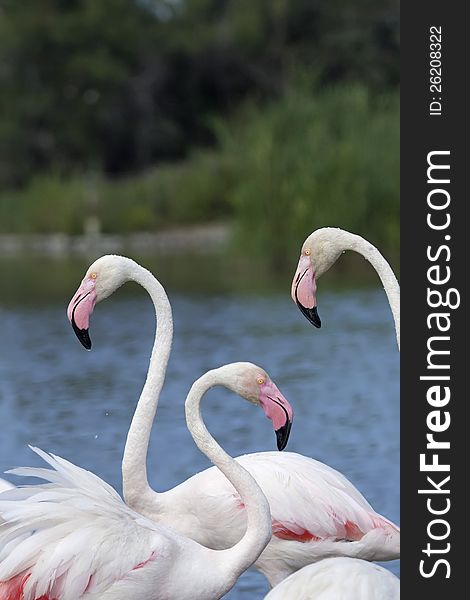 Group of three flamingos. Vertically.