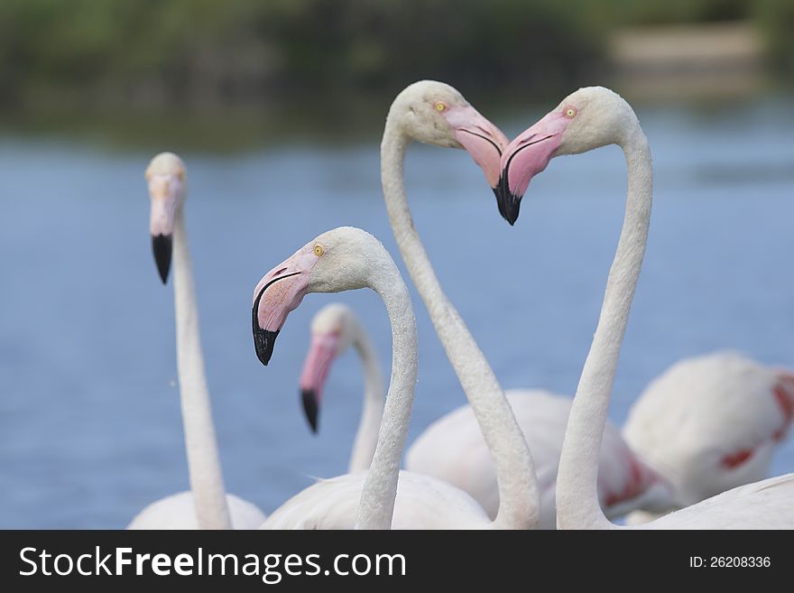 Group of flamingos in the Camargue National Park (South of France). Group of flamingos in the Camargue National Park (South of France)